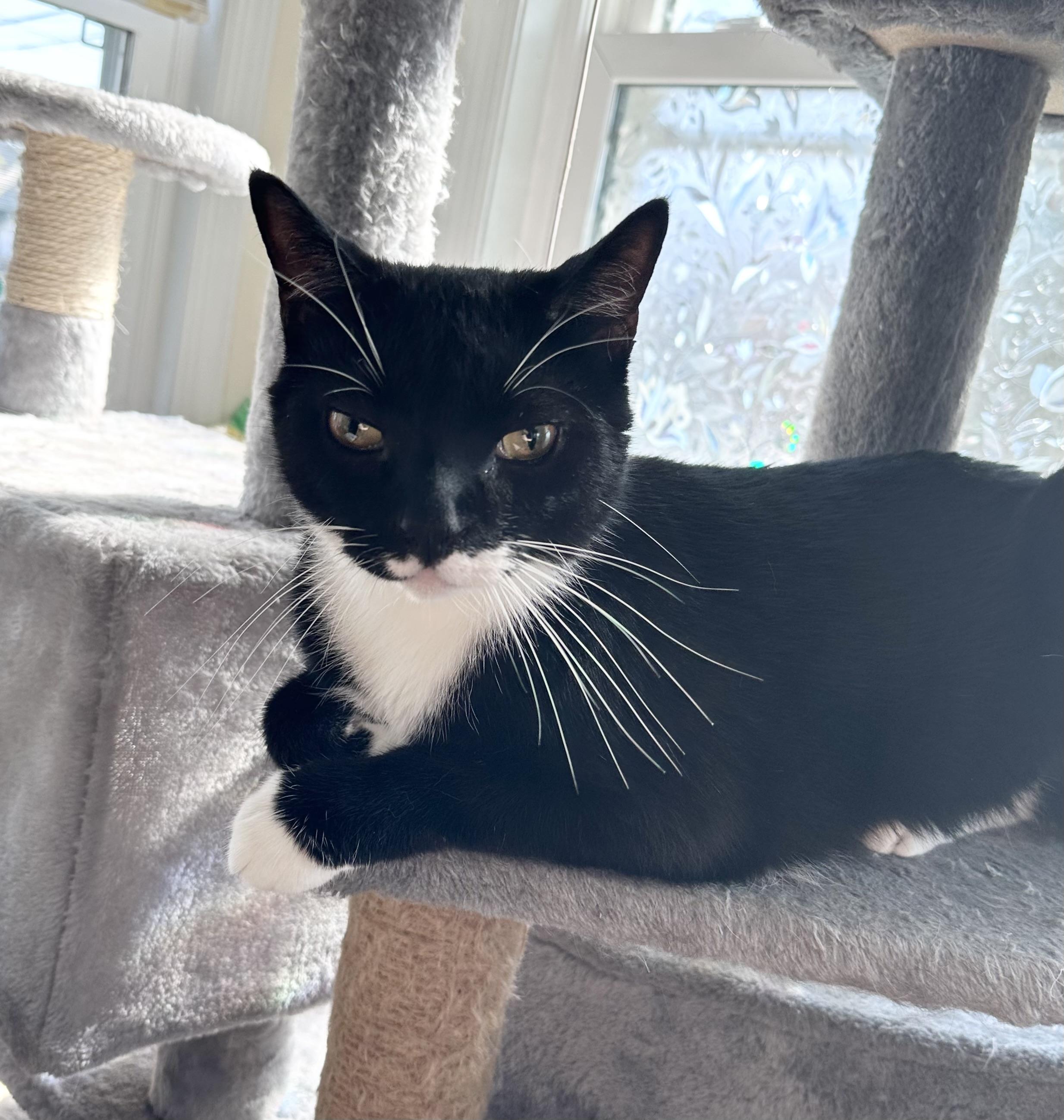 Batman, a Adoptable Tuxedo in New York, NY image 2/5