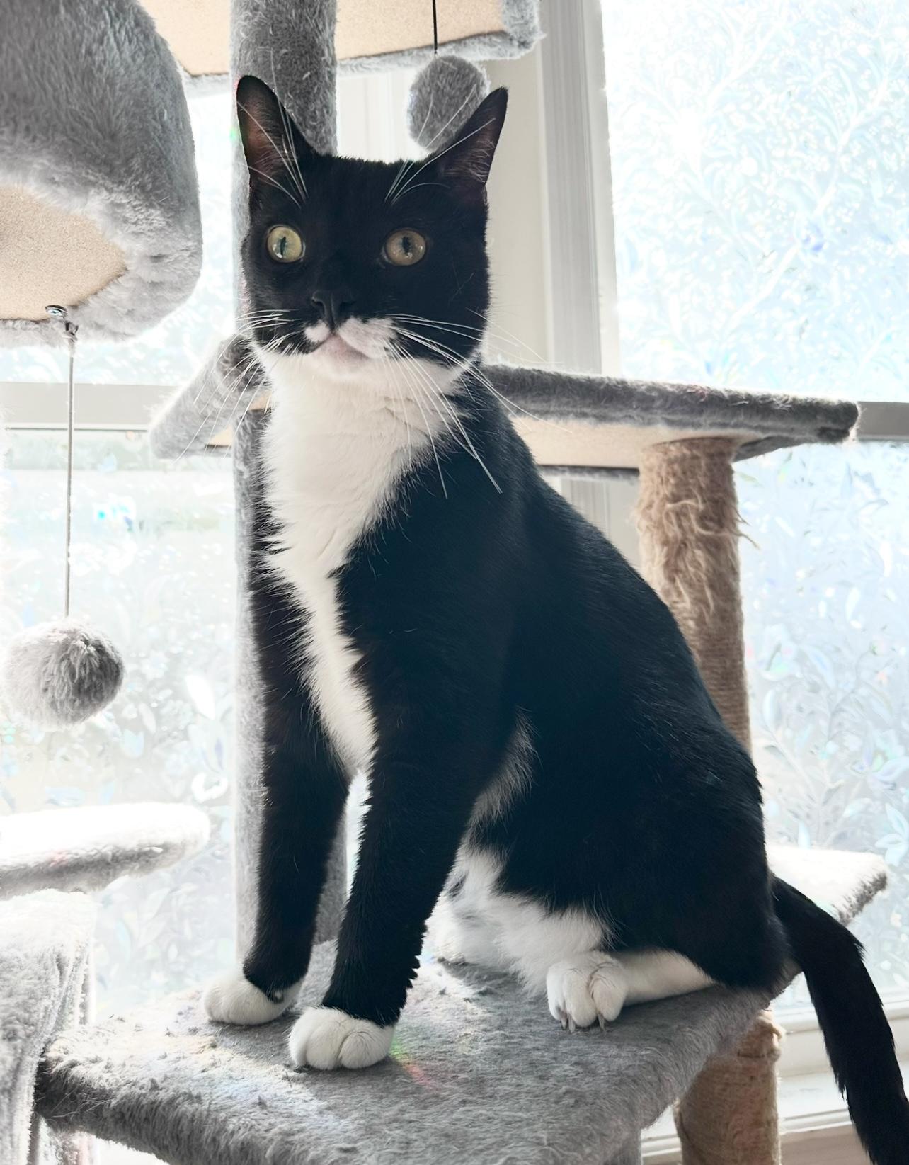 Batman, a Adoptable Tuxedo in New York, NY image 4/5