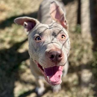 DOE, Adoptable, Adult Female Pit Bull Terrier & Mixed Breed.