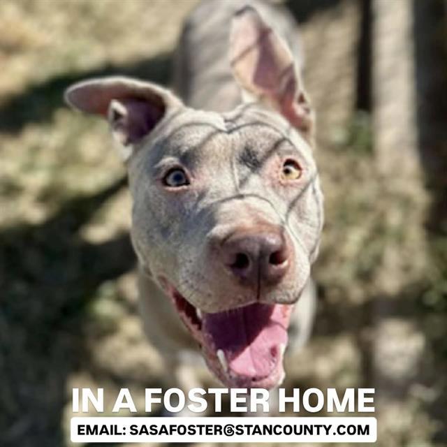 DOE, Adoptable, Adult Female Pit Bull Terrier & Mixed Breed.