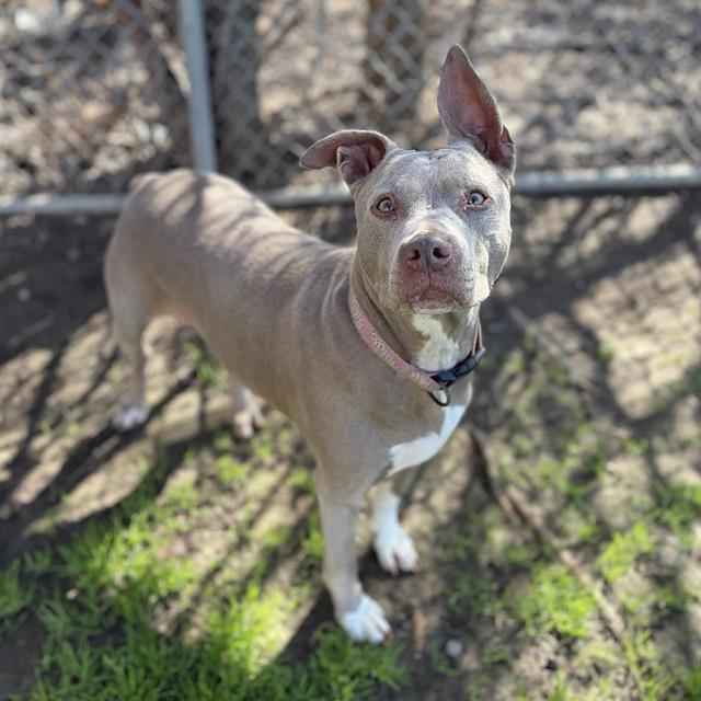 Enlarge DOE, a Adoptable mixed breed in Modesto, CA image 1/1