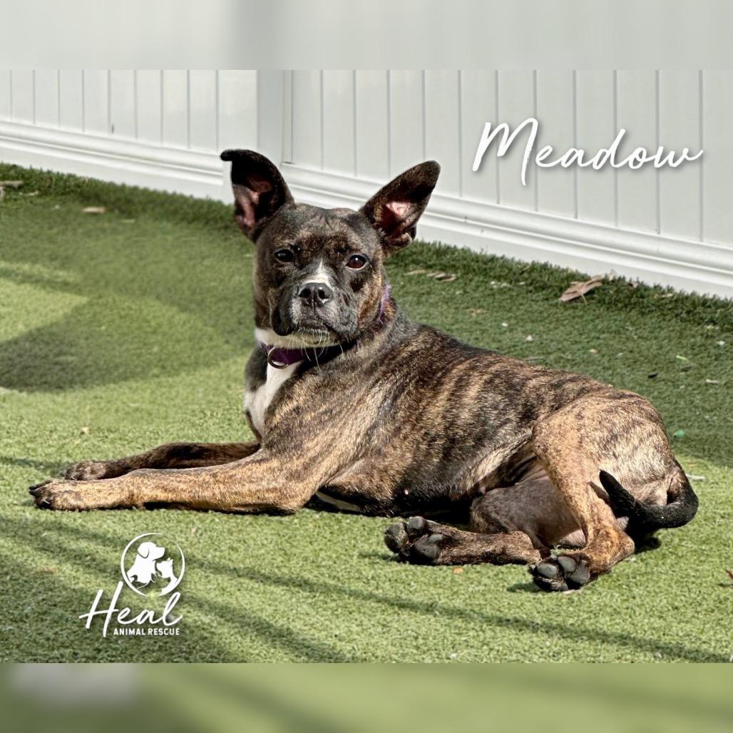 Meadow, a Adoptable Terrier in Youngwood, PA image 1/2