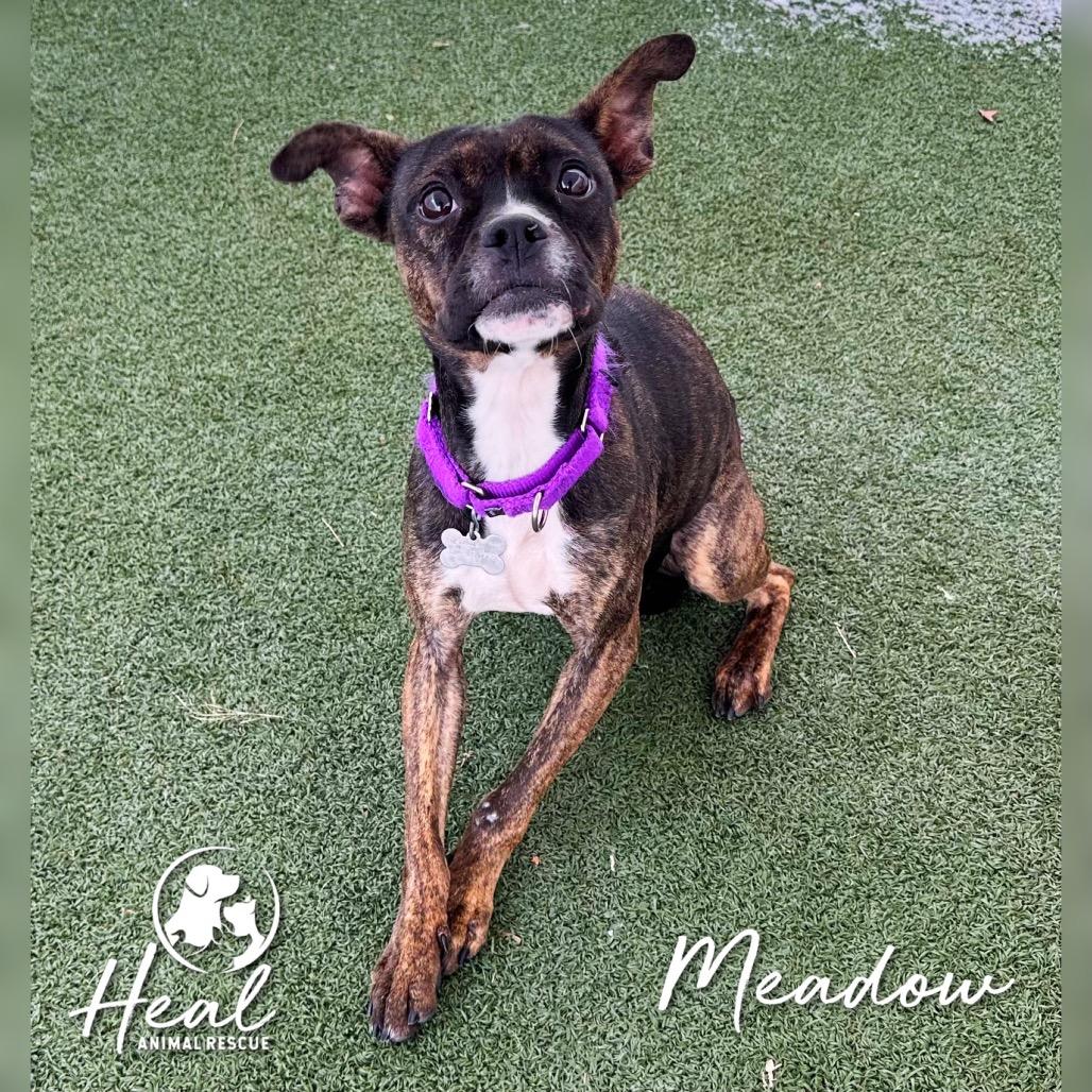 Meadow, a Adoptable Terrier in Youngwood, PA image 2/2