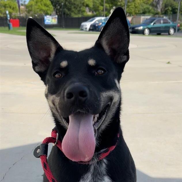 Taz, Adoptable, Young Male Shepherd & Retriever.