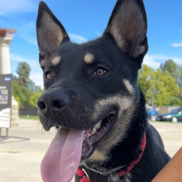 Enlarge Taz, a Adoptable mixed breed in Hawthorne, CA image 2/6