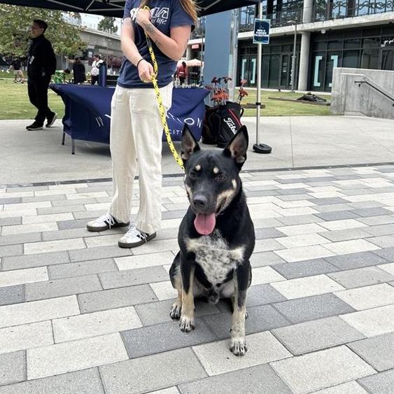 Enlarge Taz, a Adoptable mixed breed in Hawthorne, CA image 4/6