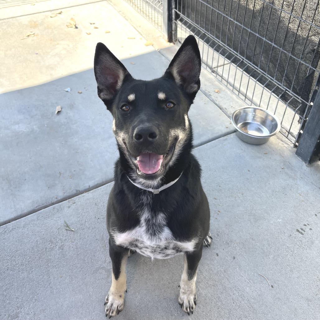 Enlarge Taz, a Adoptable mixed breed in Hawthorne, CA image 6/6