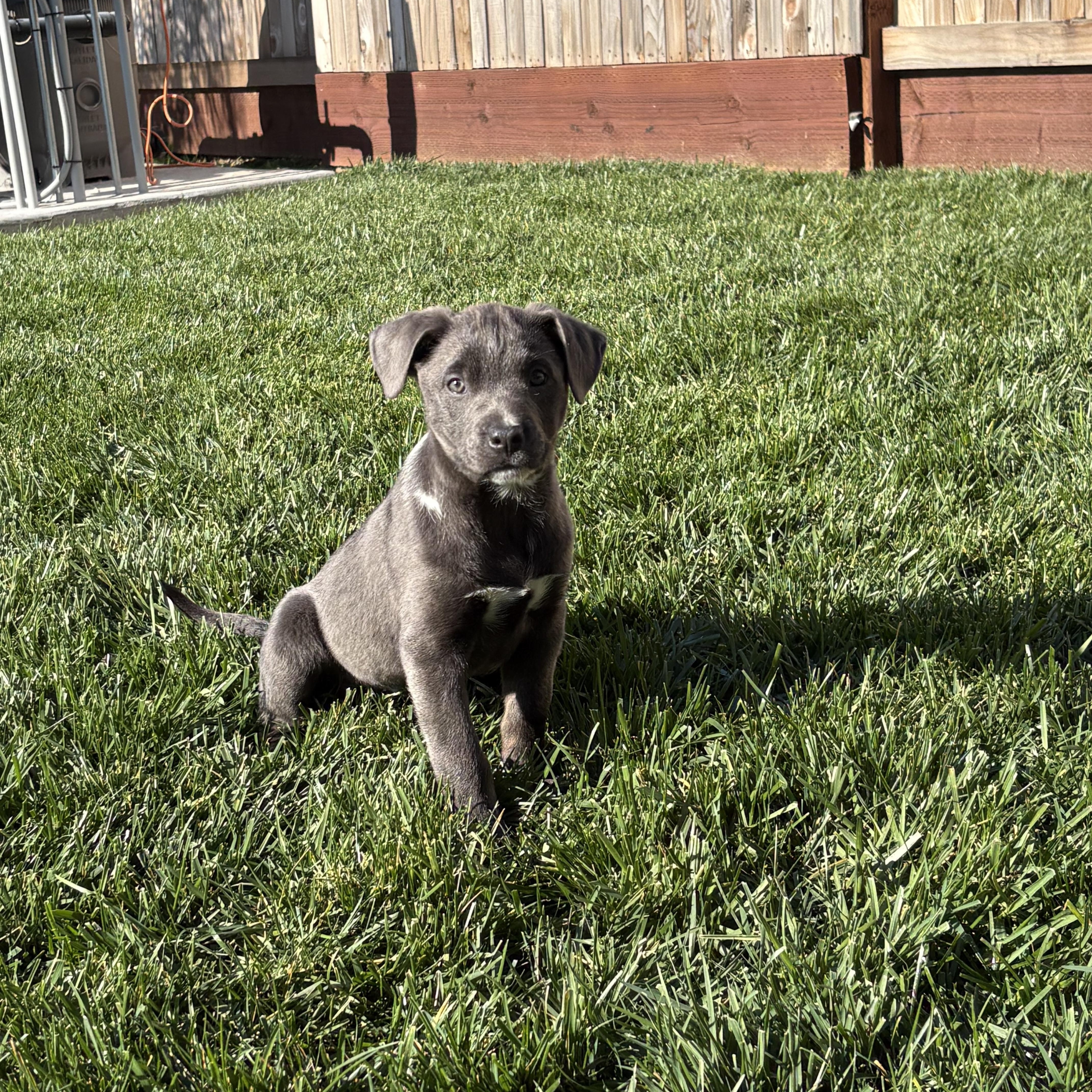 JOJO!, ADOPTABLE, Puppy Female Pit Bull Terrier & Labrador Retriever.