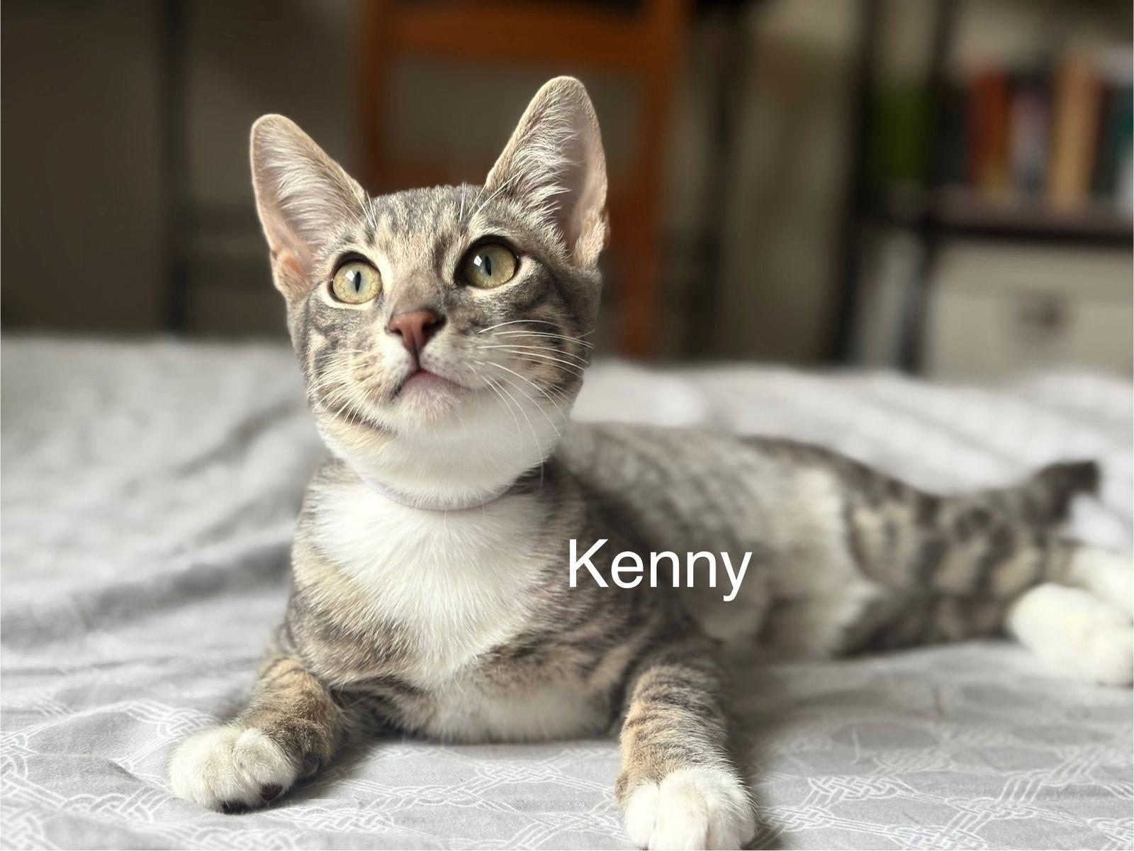 Enlarge Kenny, a Adoptable mixed breed in Campbell, CA image 1/3