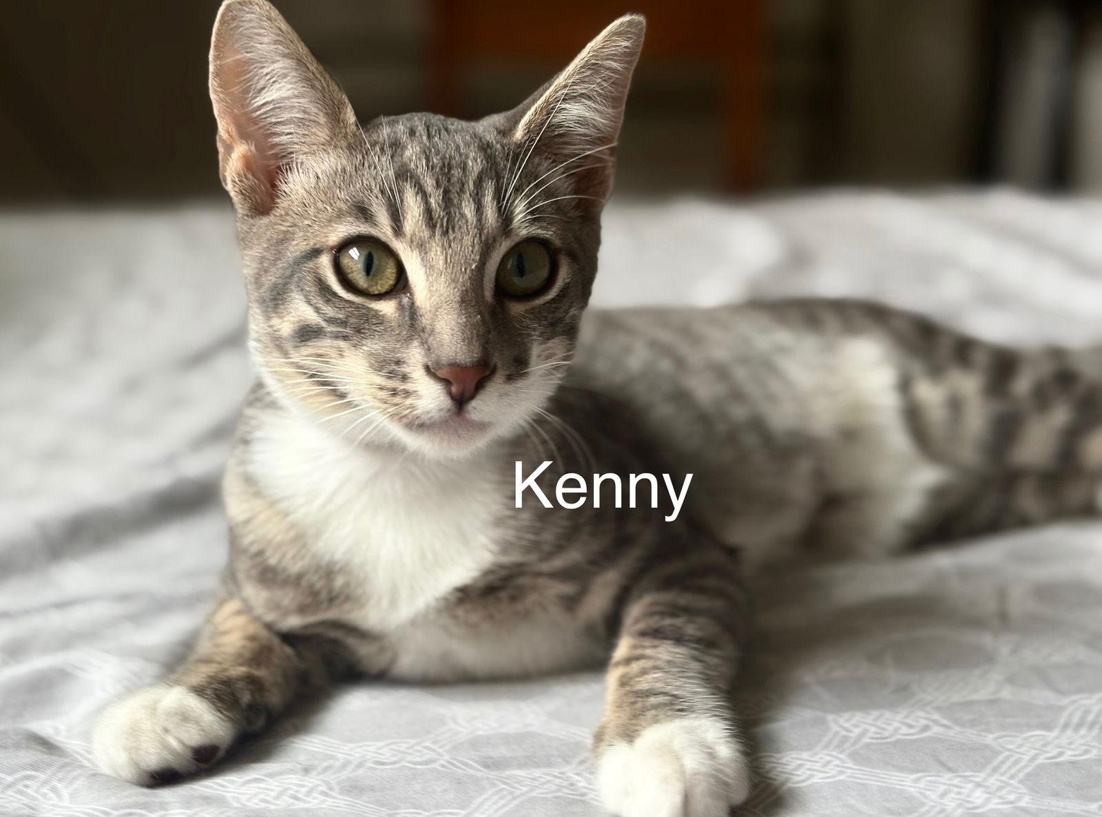 Enlarge Kenny, a Adoptable mixed breed in Campbell, CA image 2/3