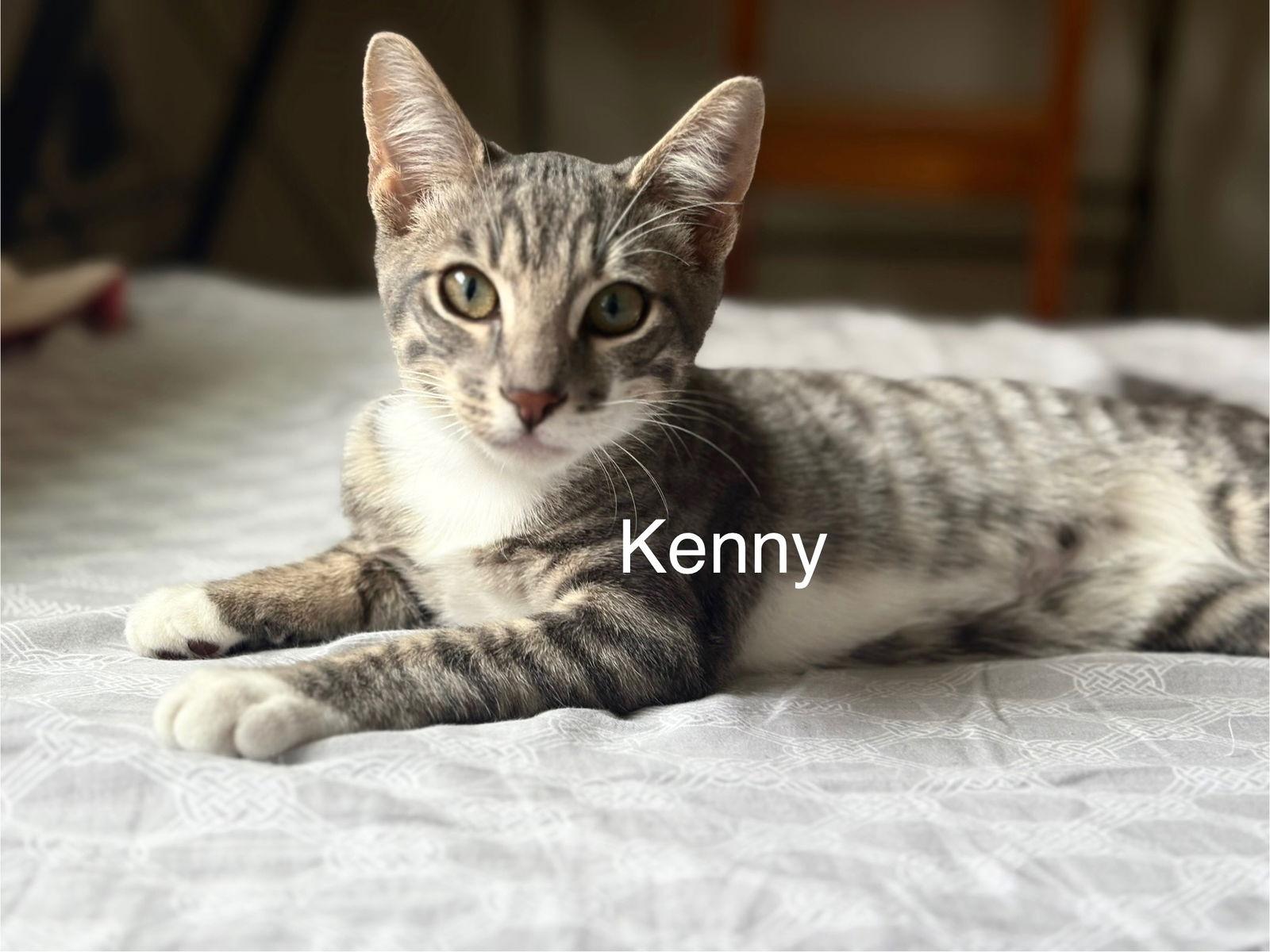 Enlarge Kenny, a Adoptable mixed breed in Campbell, CA image 3/3