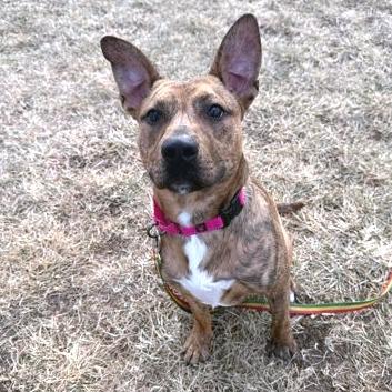 Balboa, a Adoptable mixed breed in Cheyenne, WY image 1/4