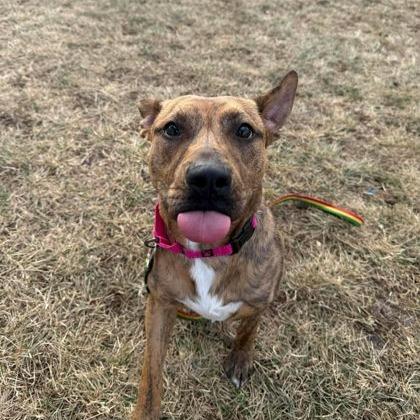 Balboa, a Adoptable mixed breed in Cheyenne, WY image 4/4