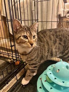 Enlarge Max, a Adoptable Domestic Short Hair in Pasco, WA image 1/1