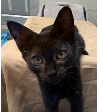 Elvira, Adoptable, Young Female Domestic Short Hair & Domestic Short Hair.