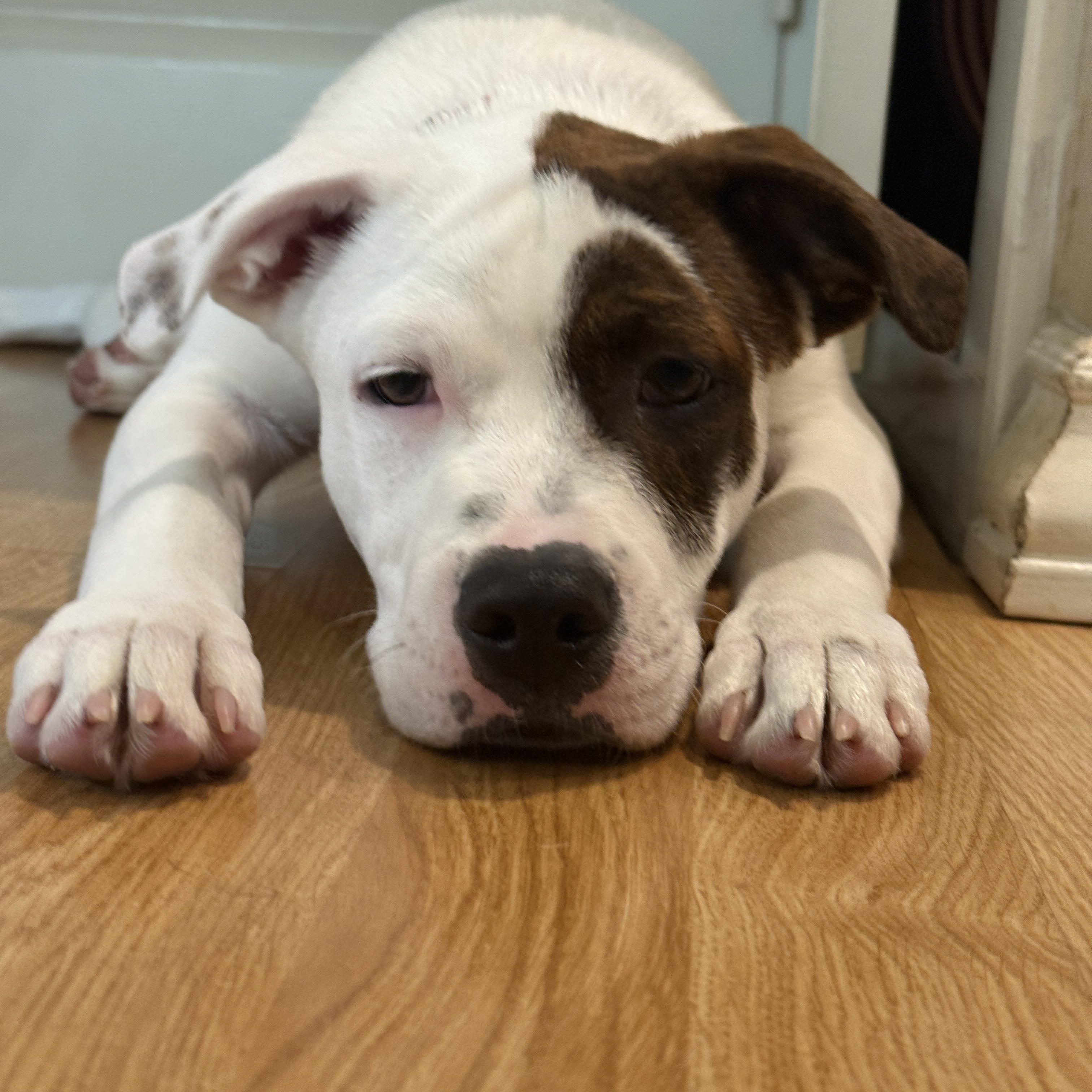 Enlarge Rollo, a Adoptable mixed breed in Westlake Village, CA image 2/6