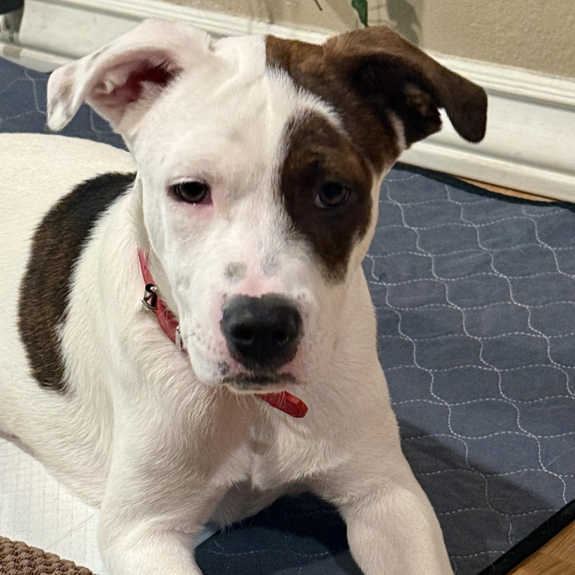 Enlarge Rollo, a Adoptable mixed breed in Westlake Village, CA image 4/6