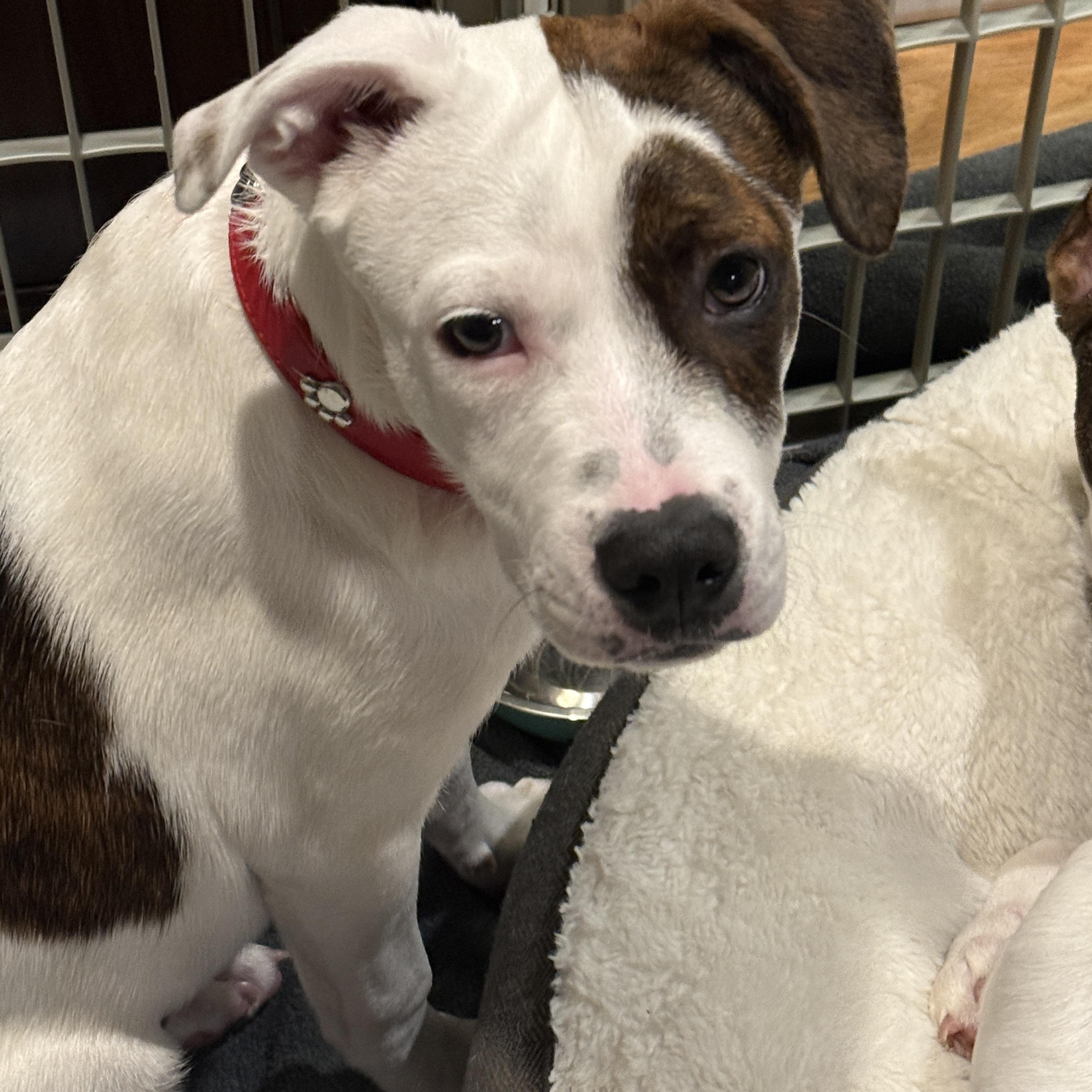 Enlarge Rollo, a Adoptable mixed breed in Westlake Village, CA image 3/6