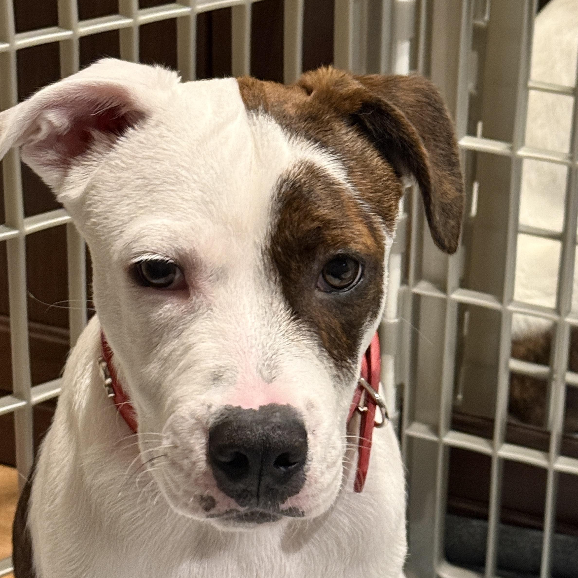 Rollo, Adoptable, Puppy Male Australian Cattle Dog / Blue Heeler & Jack Russell Terrier.