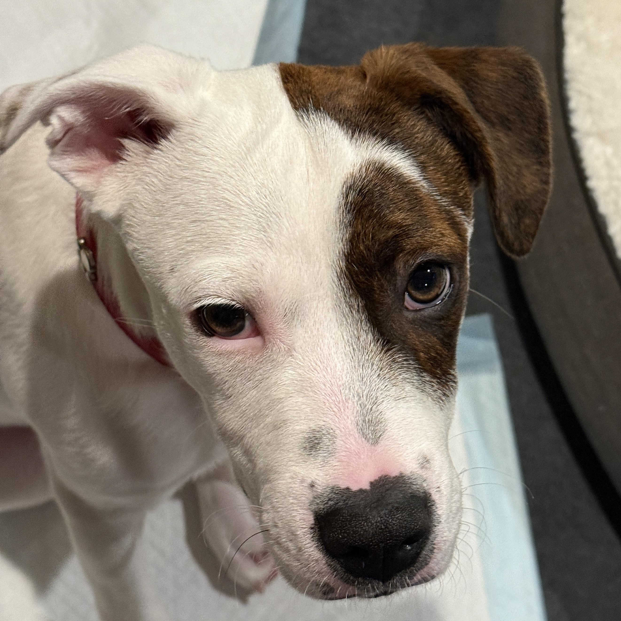 Enlarge Rollo, a Adoptable mixed breed in Westlake Village, CA image 5/6