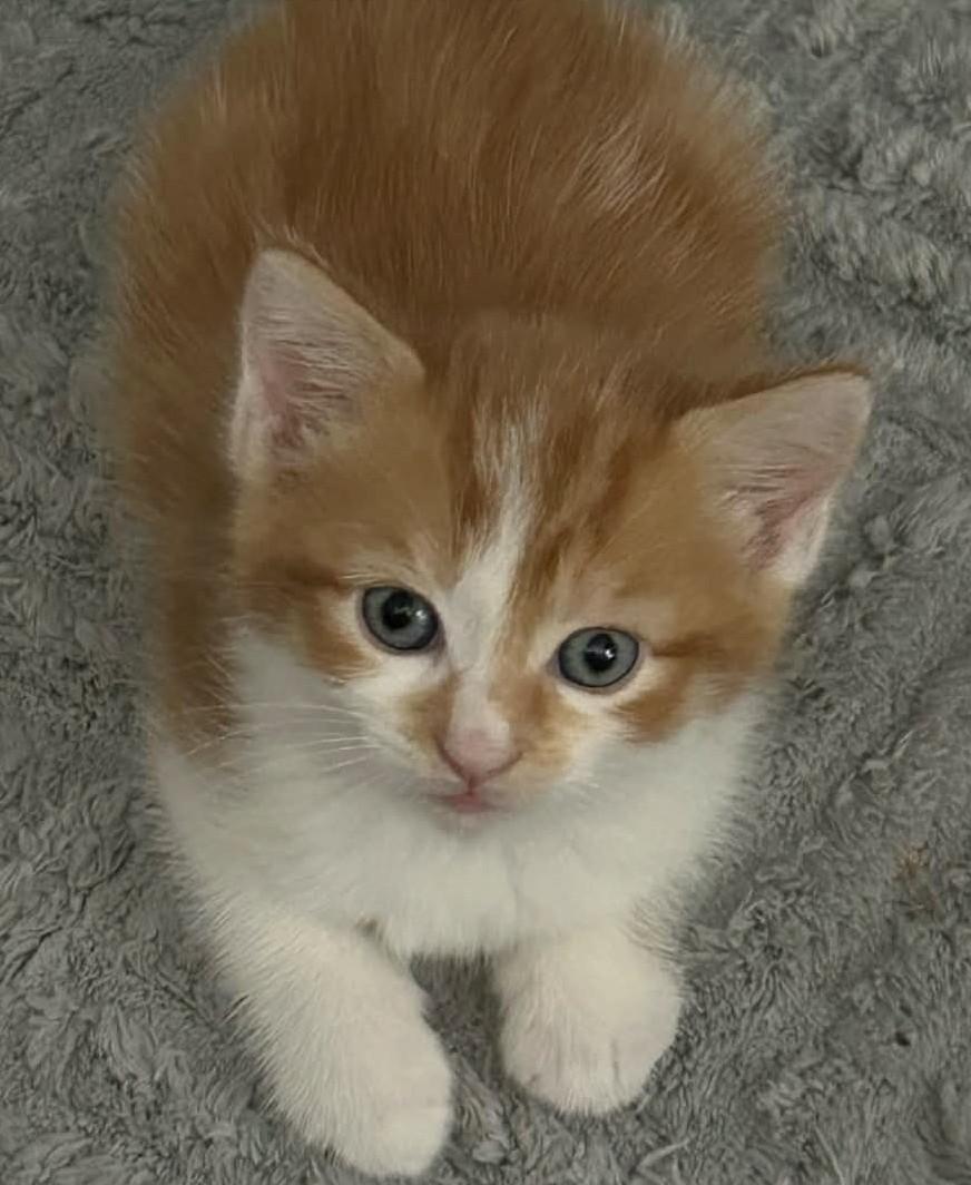Enlarge Professor, a Adoptable Domestic Medium Hair in Beckley, WV image 2/3