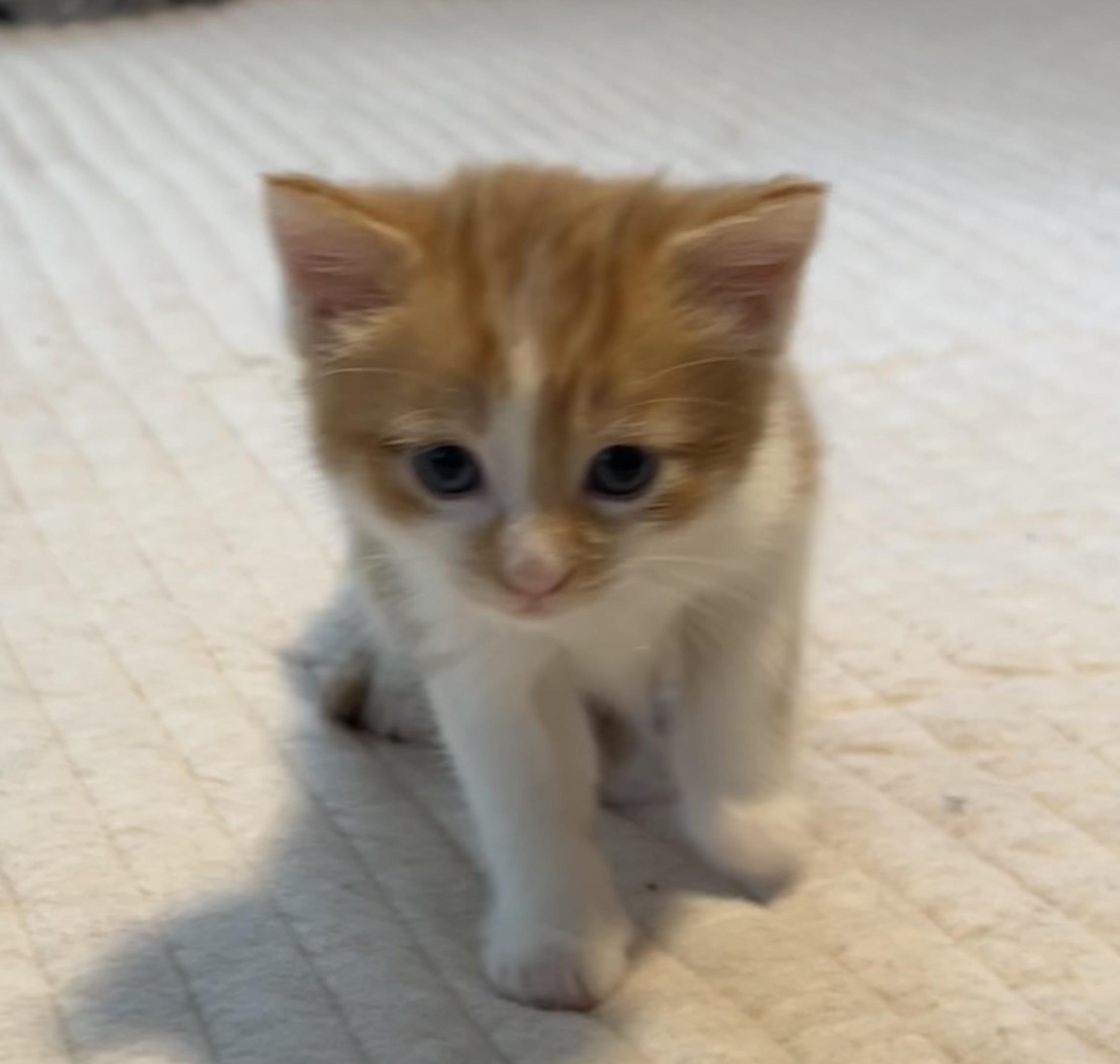 Enlarge Professor, a Adoptable Domestic Medium Hair in Beckley, WV image 3/3