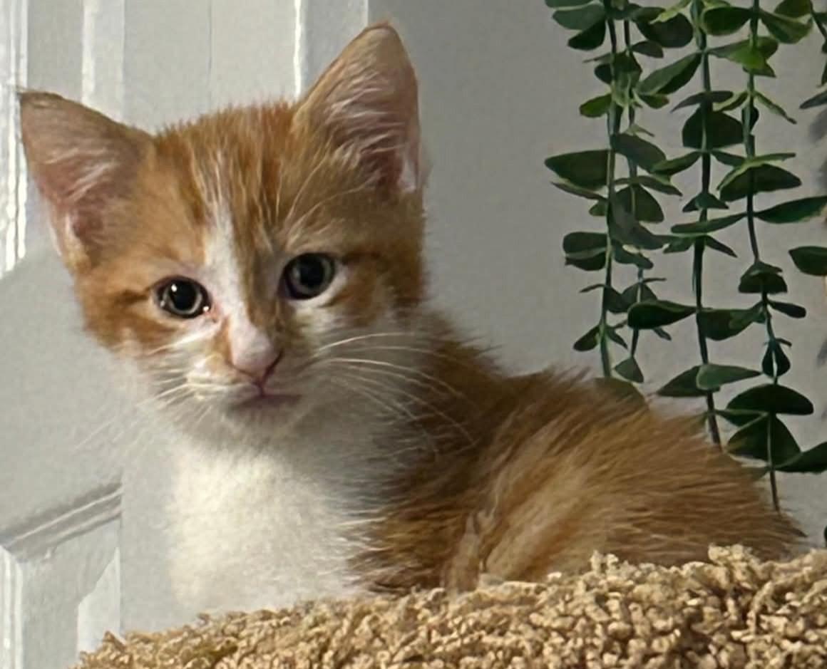 Enlarge Professor, a Adoptable Domestic Medium Hair in Beckley, WV image 1/3