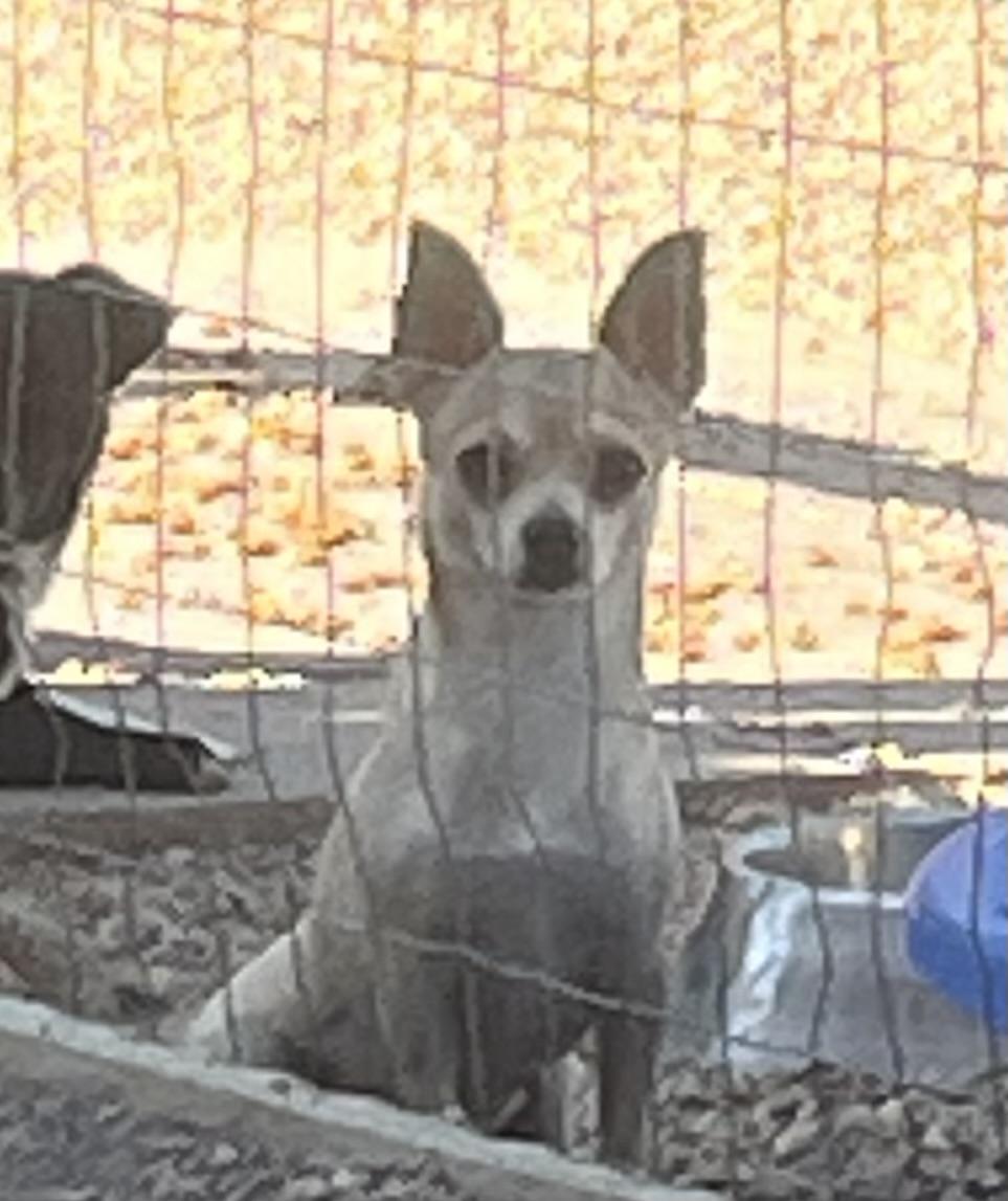Little Bit, adopted, Adult Female Chihuahua.