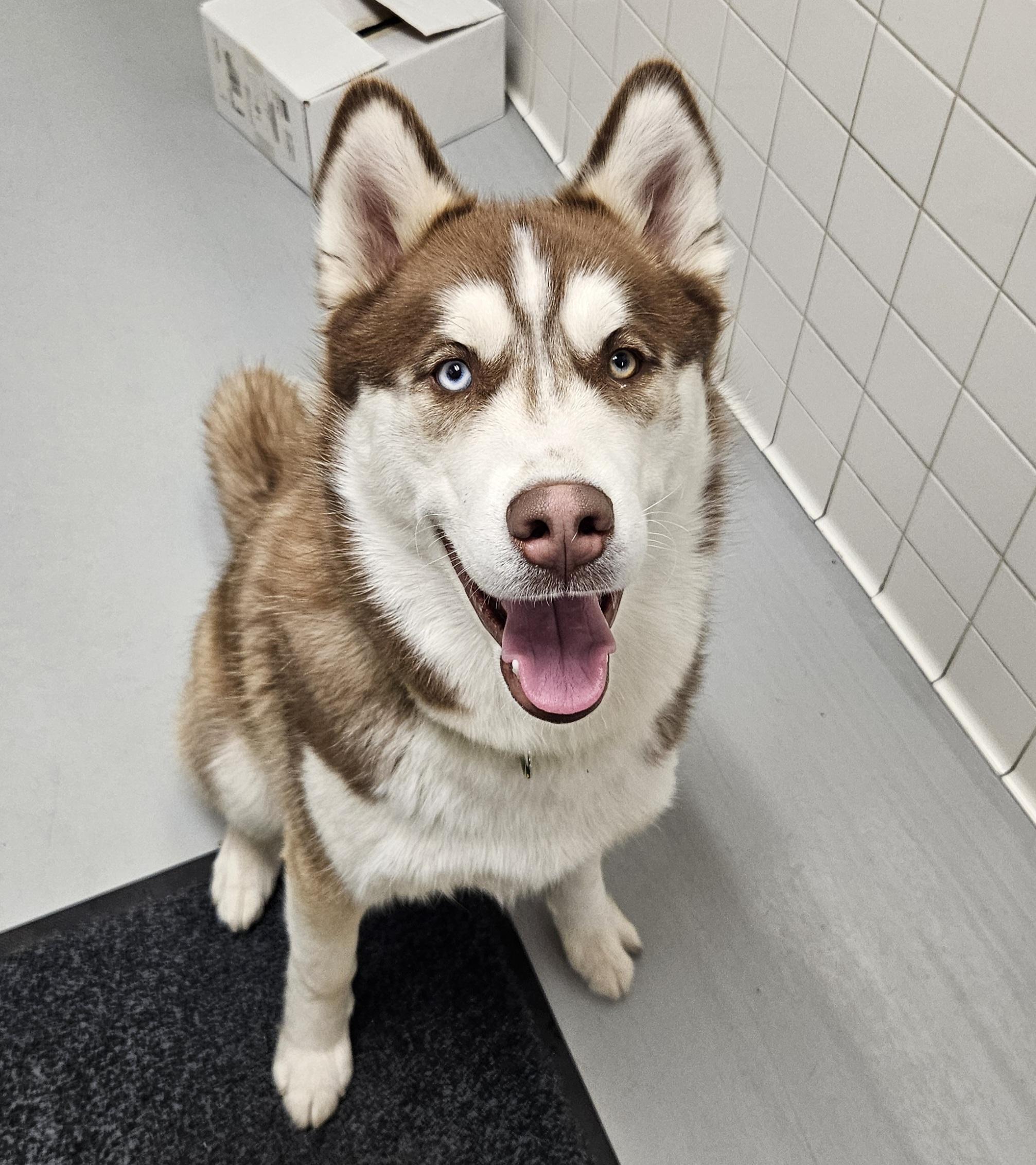 Enlarge Khabib, a ADOPTABLE Husky in Medfield, MA image 1/1