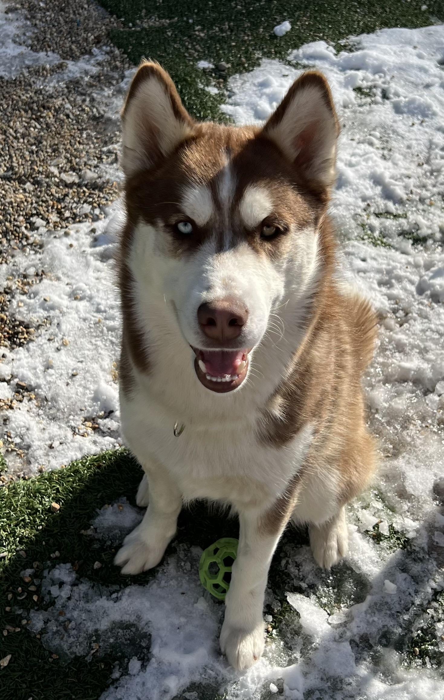 Enlarge Khabib, an adopted Husky in Medfield, MA image 3/3