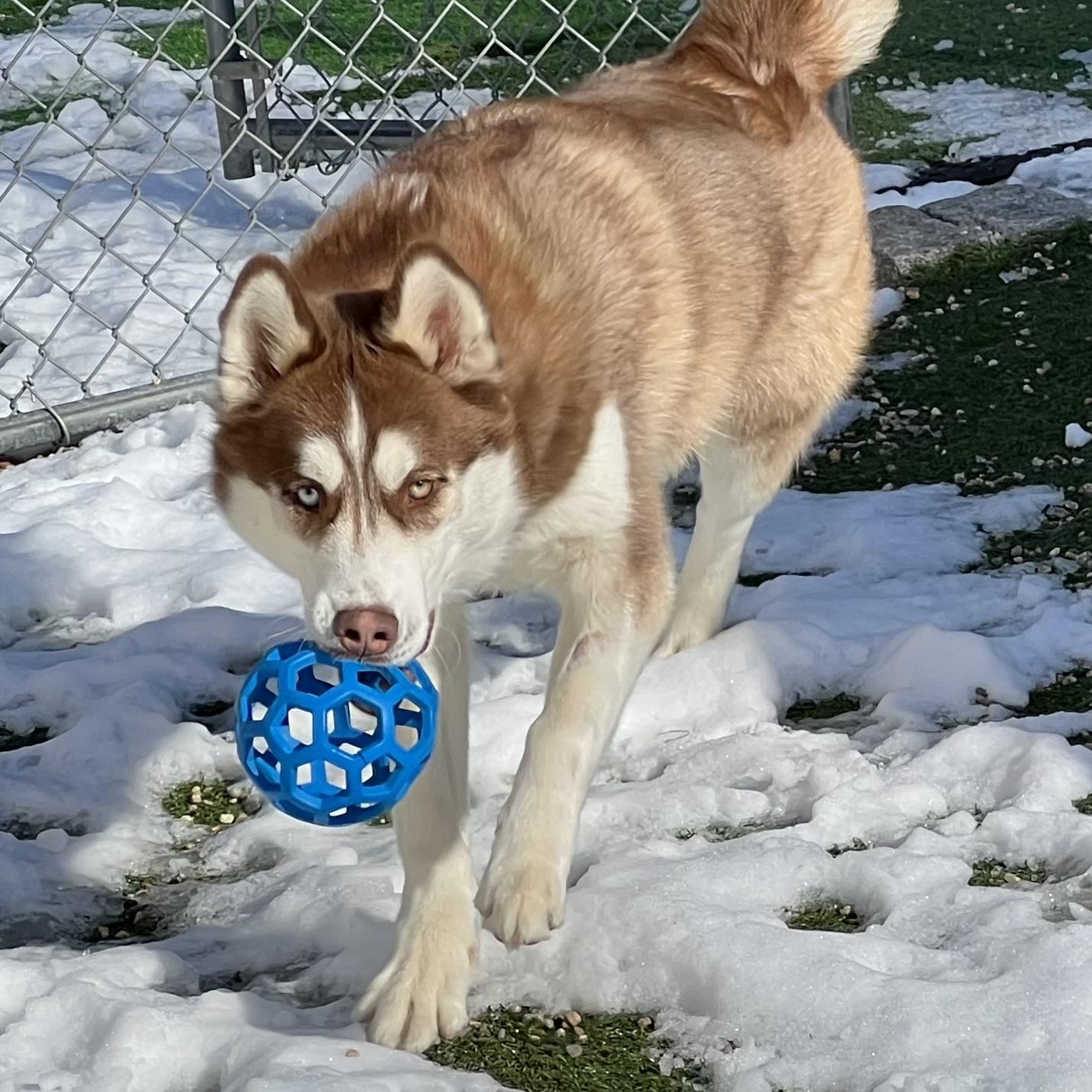 Enlarge Khabib, an adopted Husky in Medfield, MA image 1/3