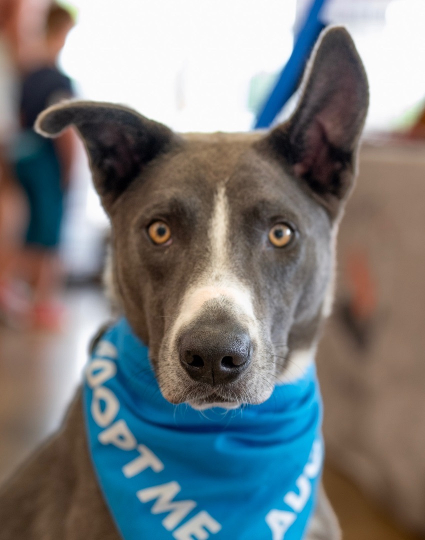 MAX, Adoptable, Adult Male Shepherd & Mixed Breed.