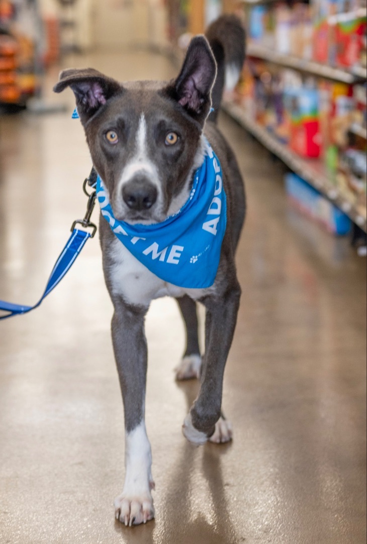 Enlarge MAX, a Adoptable mixed breed image 3/5