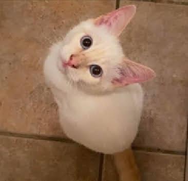 Goji, Adoptable, Young Male Domestic Medium Hair & Domestic Short Hair.