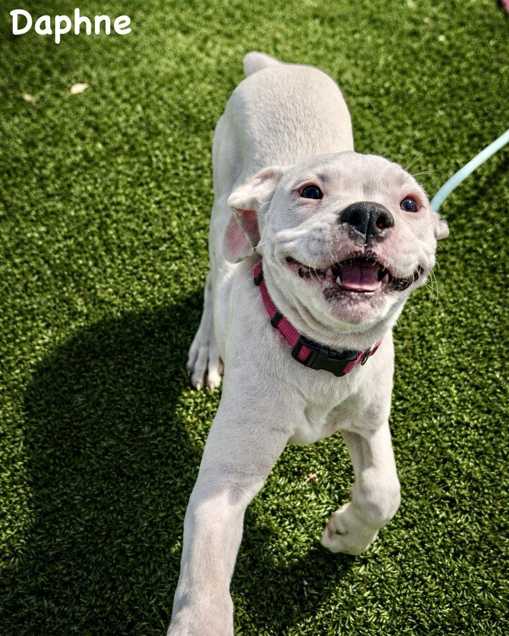 Enlarge Litter - Daphne, a Adoptable Boxer in Monticello, NY image 1/3