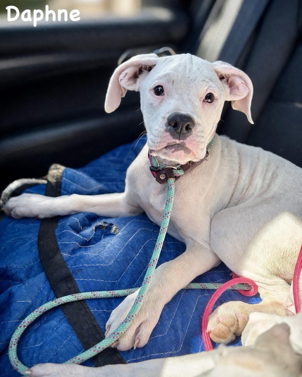 Enlarge Litter - Daphne, a Adoptable Boxer in Monticello, NY image 2/3