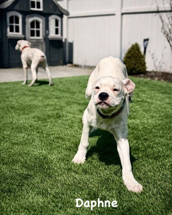 Enlarge Litter - Daphne, a Adoptable Boxer in Monticello, NY image 3/3