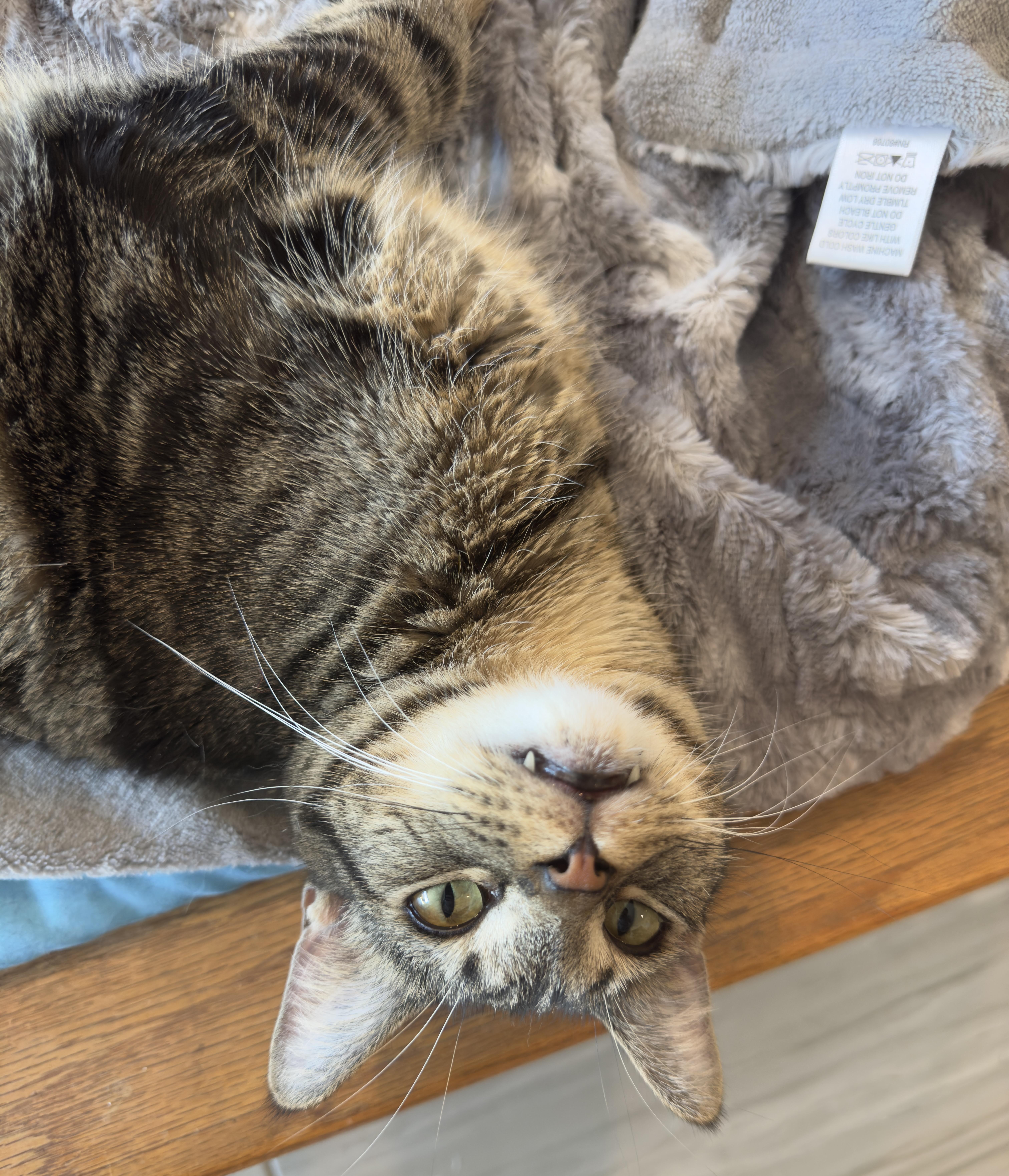 Mack, Adoptable, Young Male Domestic Short Hair.