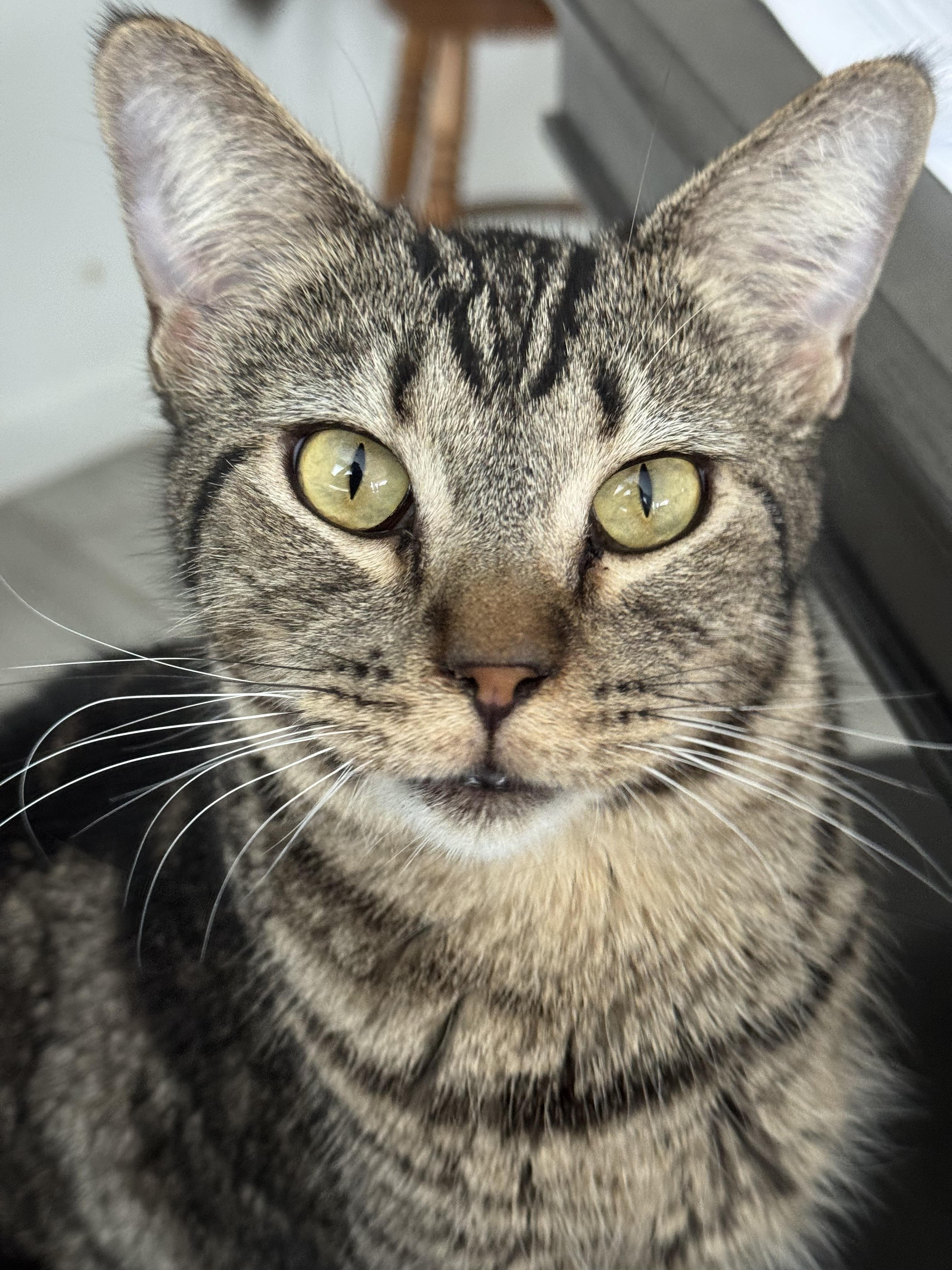 Mack, a Adoptable mixed breed in Youngtown, AZ image 2/3