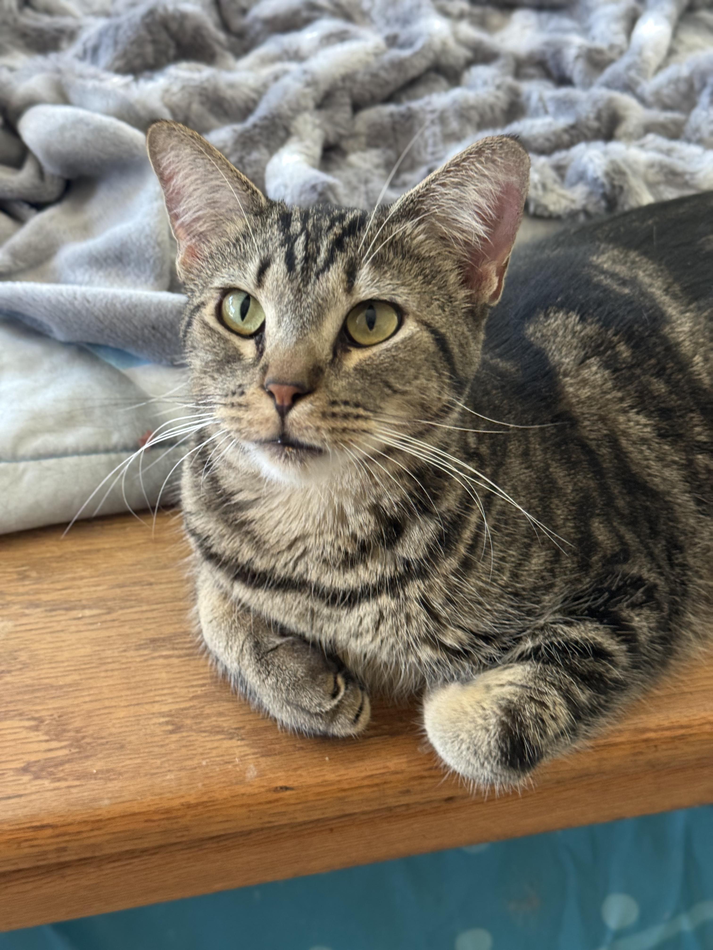 Mack, a Adoptable mixed breed in Youngtown, AZ image 3/3