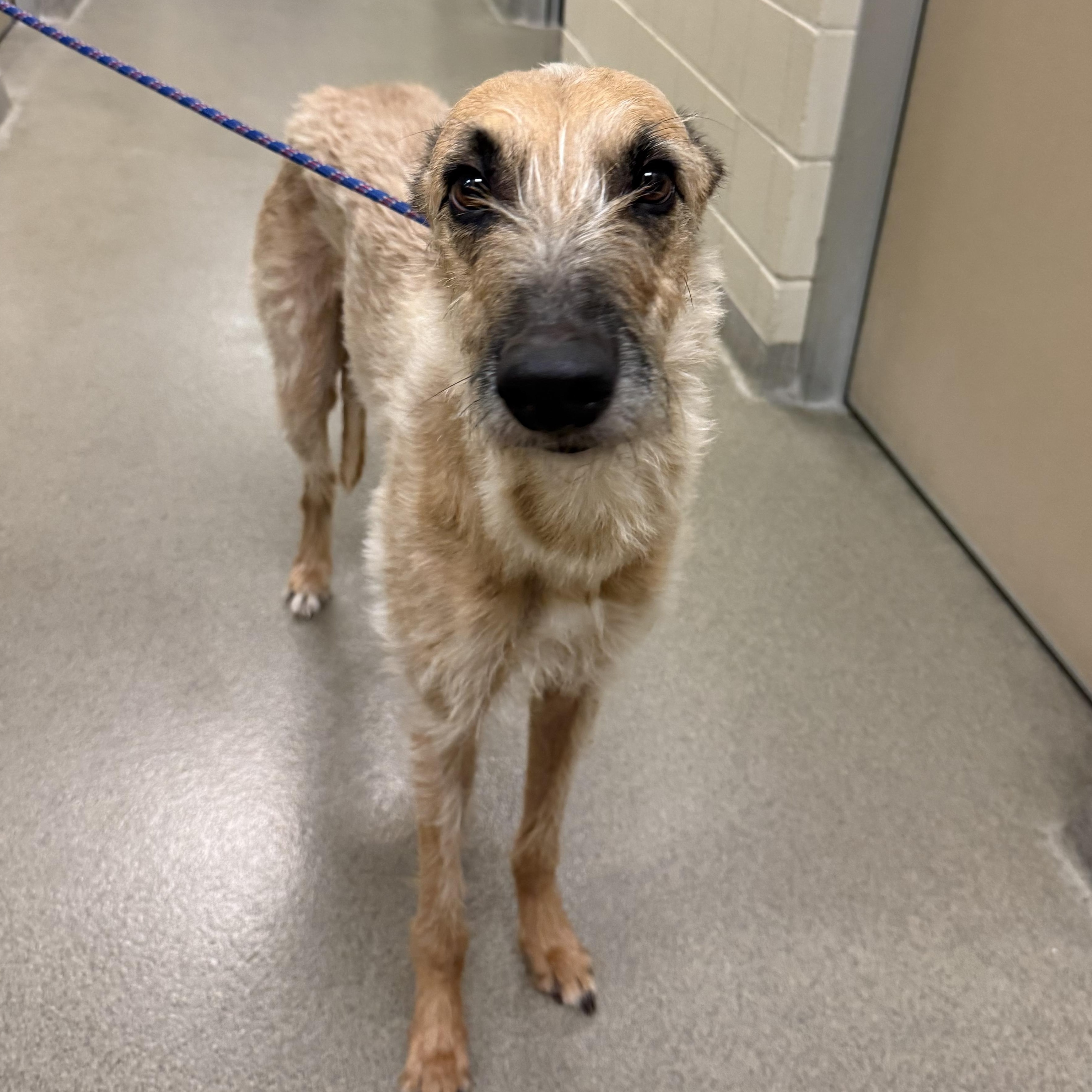 Autumn , adoptable, Adult Female Greyhound & Irish Wolfhound.