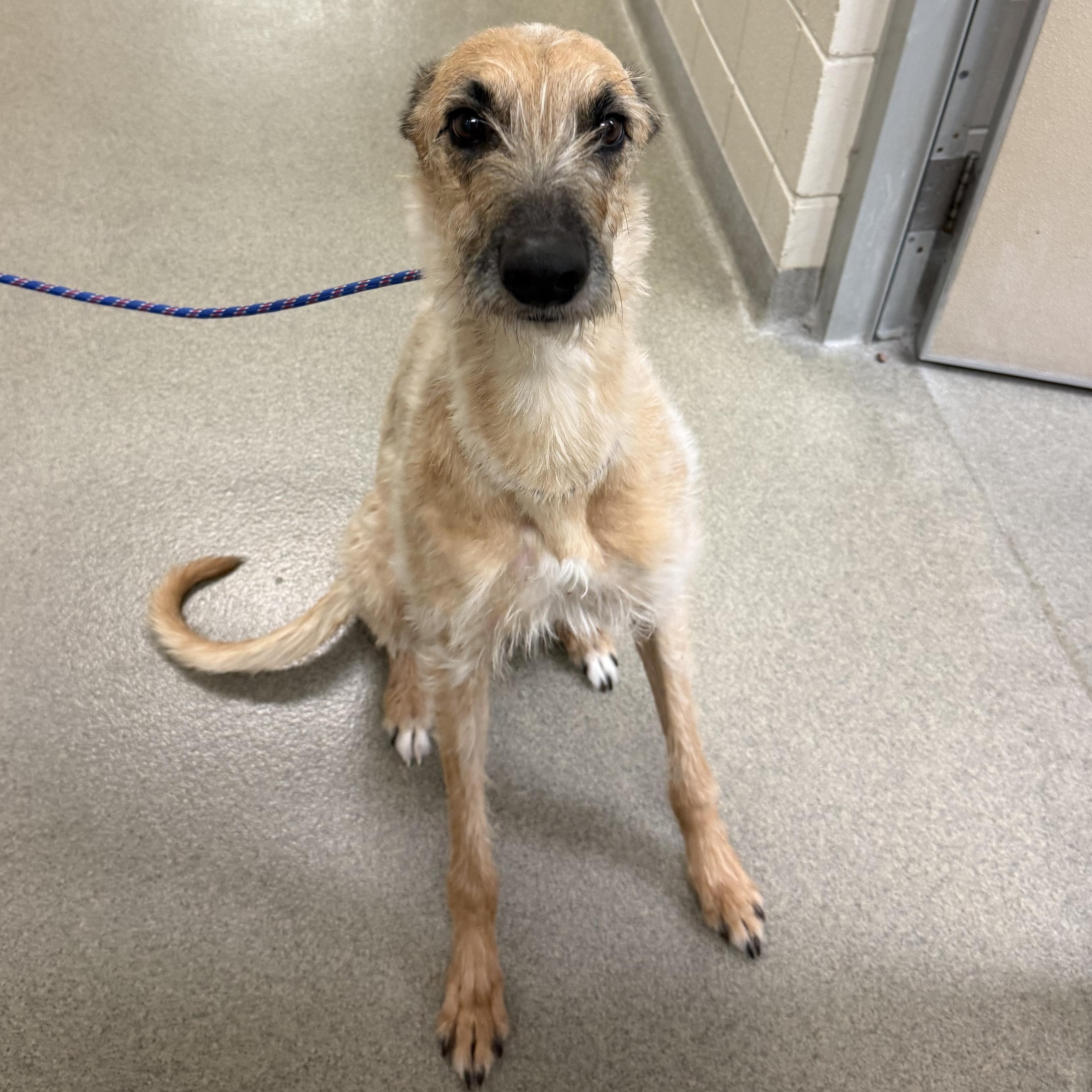 Enlarge Autumn , an adoptable mixed breed in Kearney, NE image 2/2