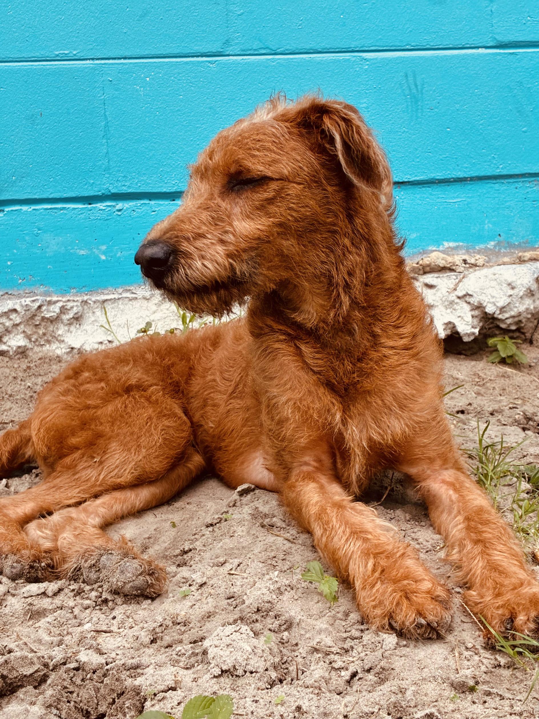 Enlarge Rooster, a ADOPTABLE mixed breed in New Port Richey, FL image 5/5