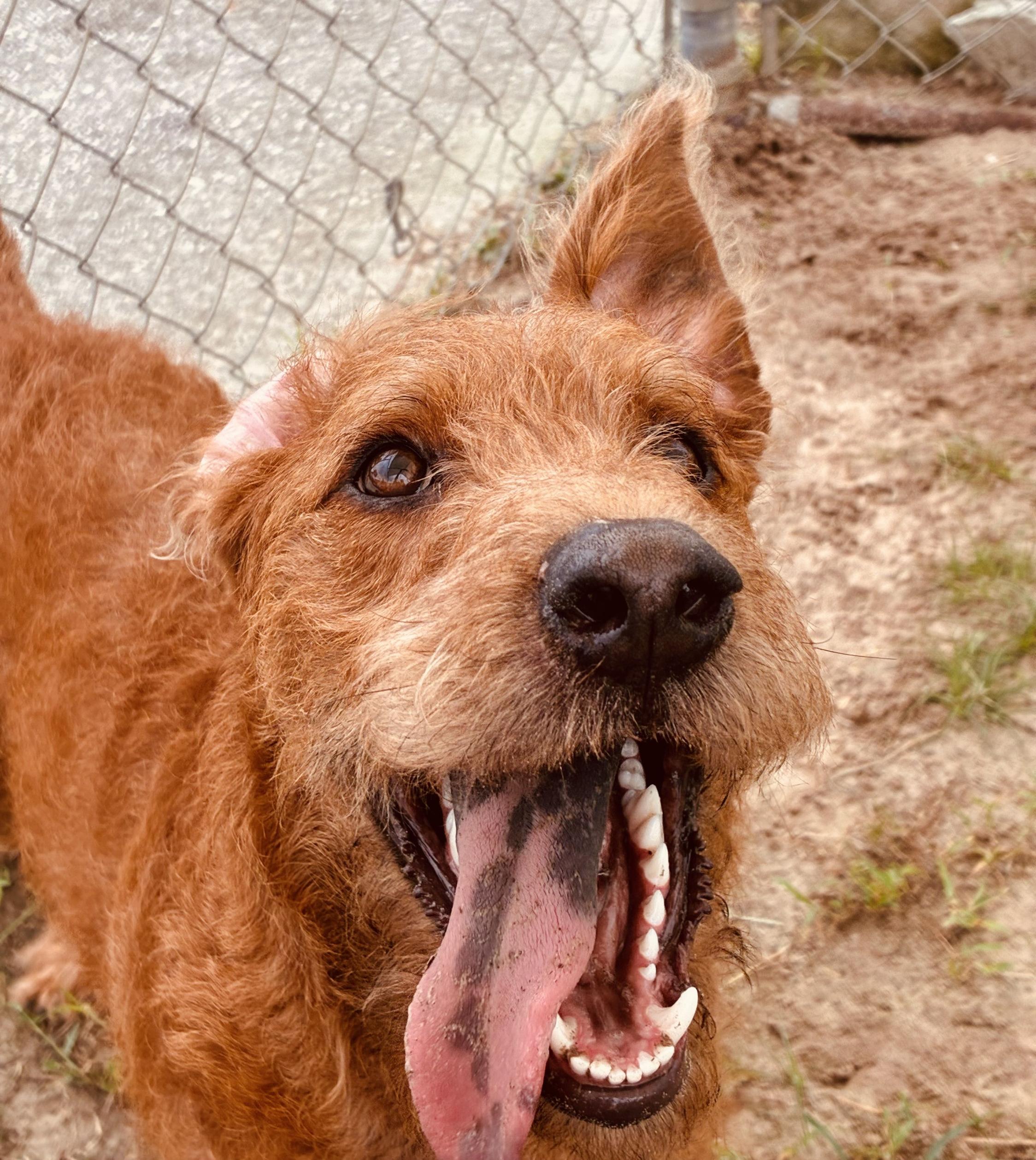 Enlarge Rooster, a ADOPTABLE mixed breed in New Port Richey, FL image 1/5
