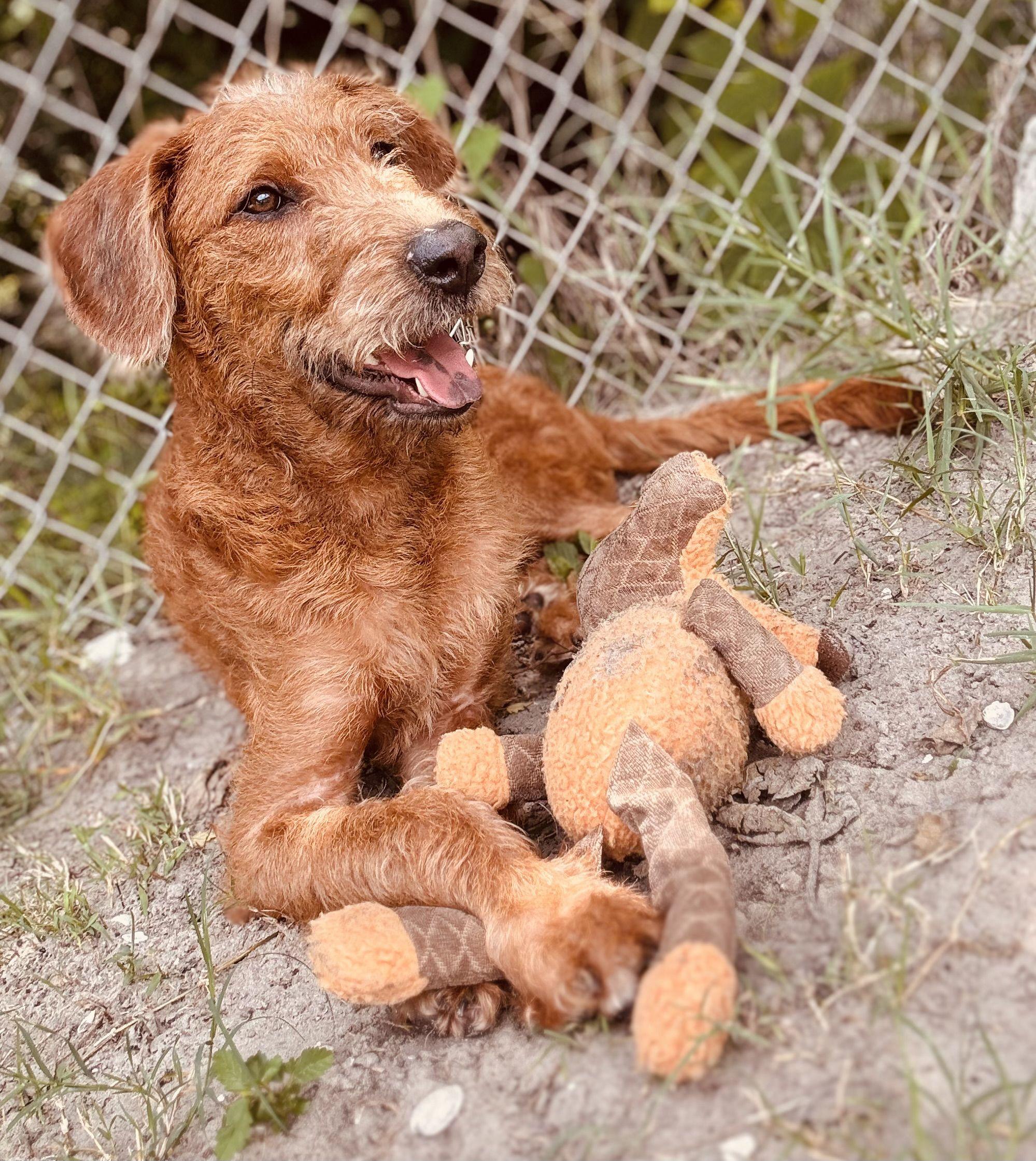 Enlarge Rooster, a ADOPTABLE mixed breed in New Port Richey, FL image 3/5