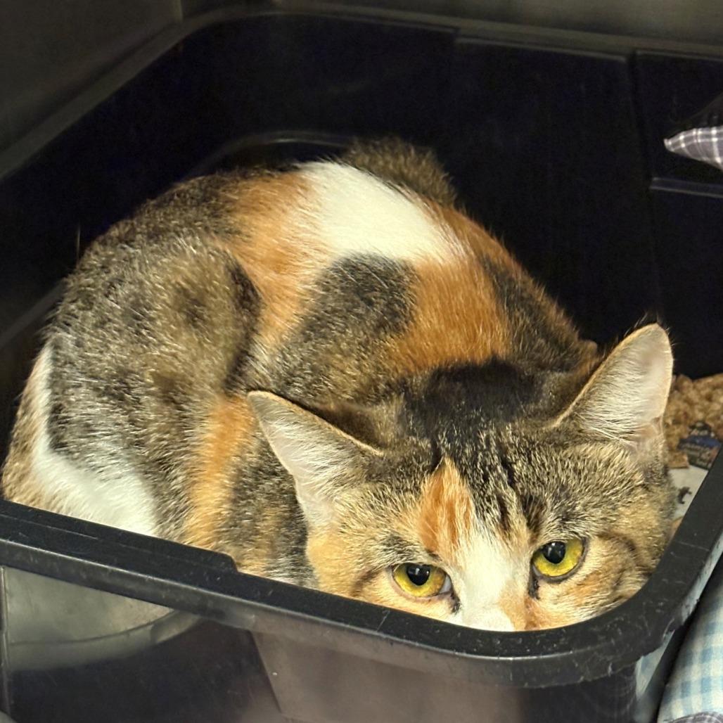 Rosita, Adoptable, Young Female Domestic Short Hair.