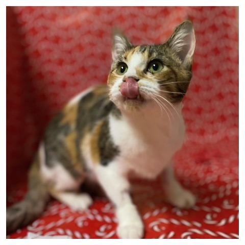 Enlarge Rosita, a Adoptable Domestic Short Hair in Chehalis, WA image 2/2