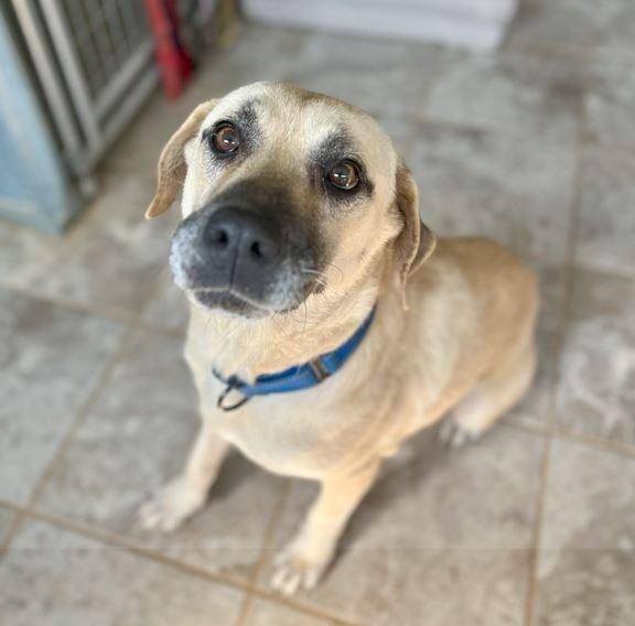 Tinsel, a Adoptable mixed breed in Mocksville, NC image 1/4