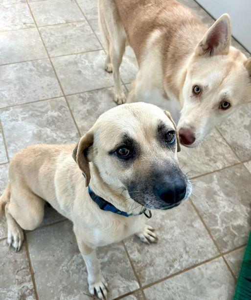 Tinsel, a Adoptable mixed breed in Mocksville, NC image 2/4