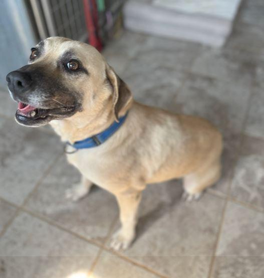 Tinsel, a Adoptable mixed breed in Mocksville, NC image 3/4
